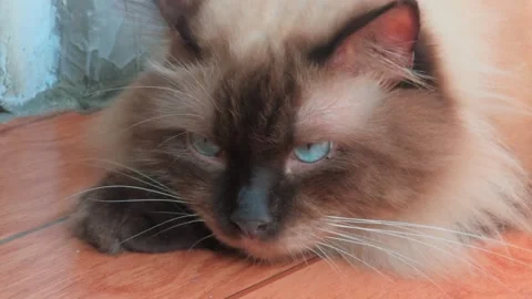 Relaxed Ragdoll Cat Sleeping Peacefully on Wooden Floor in Cozy Environment Stock Footage 332126072