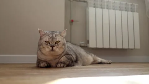 Relaxed Scottish Fold cat resting on a wooden floor near a radiator Stock Footage 339208705