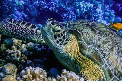 Relaxed sea turtle lying on corals from the reef in blue water in egypt detai Stock Photos