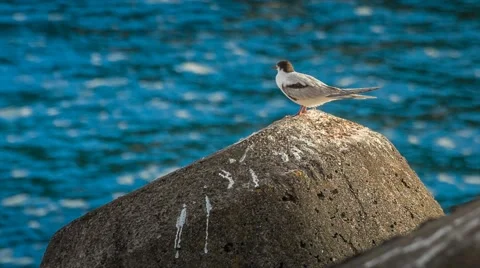 Relaxed seagull on a big rock, Magic Lantern RAW video Stock Footage 42579057