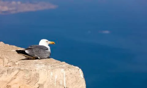 Relaxed seagull Stock Photos