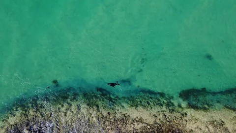 Relaxed Seal Floating in Crystal Clear Water from Above Stock Footage 331689874