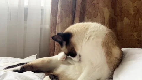 Relaxed Siamese cat grooming itself across white blanket Stock Footage 314597423
