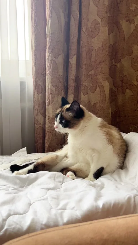 Relaxed Siamese cat grooming itself across white blanket Stock Footage 314896992