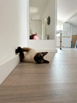 Relaxed Siamese cat lying on its back on a wooden floor against a white wall. Stock Photos