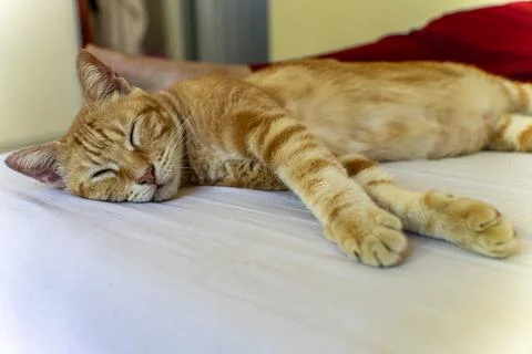Relaxed Sleeping Ginger Cat on White Bed Indoors Stock Photos