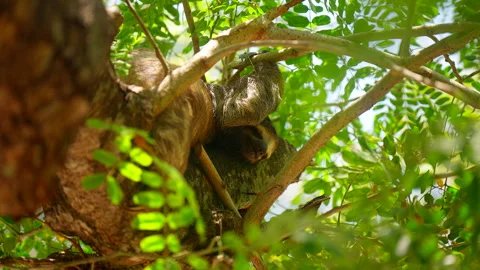 Relaxed sleeping sloth on tree branch in lush canopy Vidéo 334608522