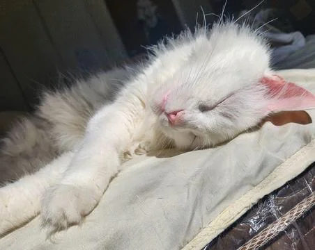 Relaxed Sleeping White Cat Stock Photos