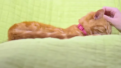 Relaxed sleepy cute ginger cat enjoying gentle pets from female hand Stock Footage 166466211