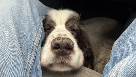Relaxed spaniel dog with half-closed eyes resting its snout on the owner's blue Stock Photos