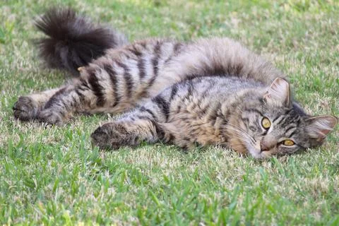 Relaxed Stray Cat Lying on Grass with Copy Space Foto stock