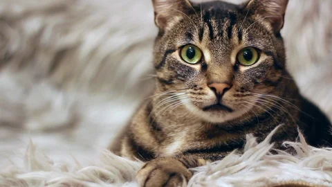 Relaxed tabby cat on fluffy carpet Stock Footage 124360003