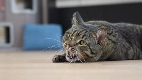 A relaxed tabby cat lies on the floor and lets out a big yawn Stock Footage 285373330