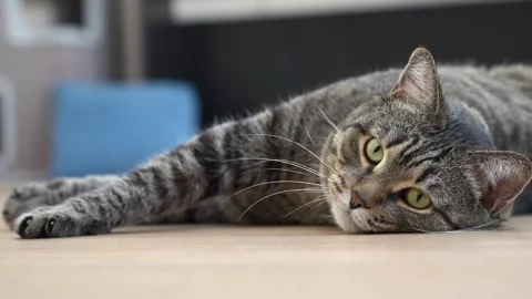 A relaxed tabby cat lies on the floor, looking at camera Video stock 285373390
