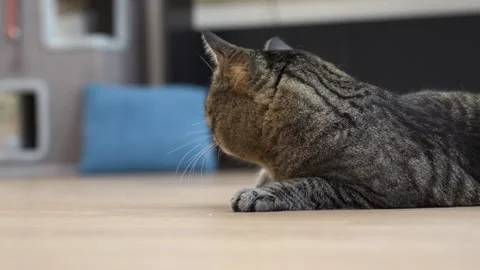 Relaxed tabby cat lying on floor facing away from camera Video stock 285373255