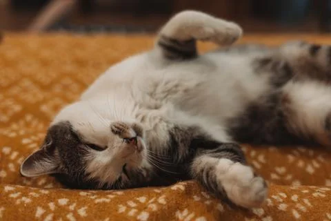 A relaxed tabby cat lying on its back on a cozy, patterned yellow blanket Foto stock