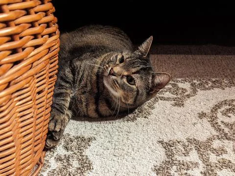 Relaxed Tabby Cat Lying on Patterned Carpet by Wicker Basket Fotos de archivo