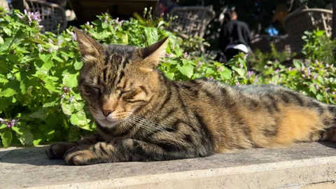 Relaxed tabby cat lying peacefully in vibrant garden Stock Footage 306466437