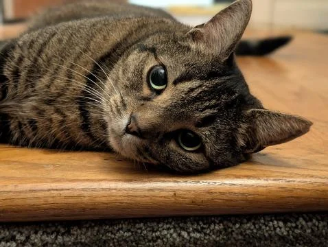 A relaxed tabby cat lying at the top of an indoor  Stock Photos