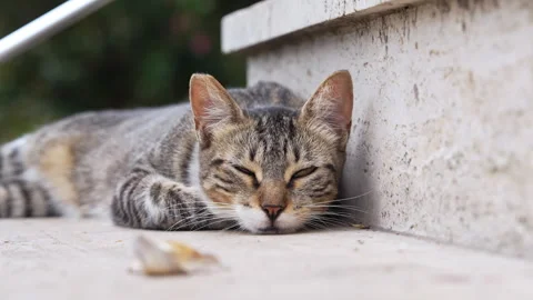 Relaxed tabby cat napping on stone surface with blurred background nature Stock Footage 309837605