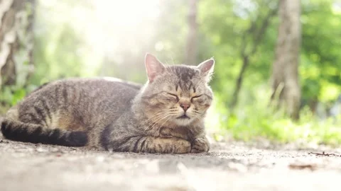 Relaxed tabby cat resting peacefully outdoors in dappled sunlight Stock Footage 337134957