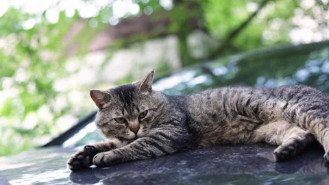 Relaxed tabby cat resting on a shiny surface outdoors with green foliage Stock Footage 337134454