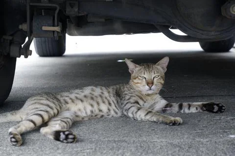 Relaxed Tabby Cat Resting Underneath a Vehicle in Urban Setting Foto stock