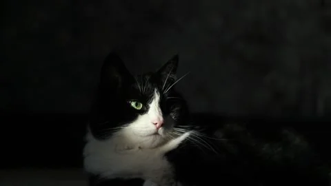 Relaxed tabby cat sitting on couch, golden sunlight highlighting its fur Stock Footage 317696268