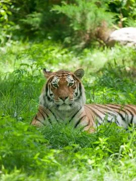 Relaxed tiger Stock Photos
