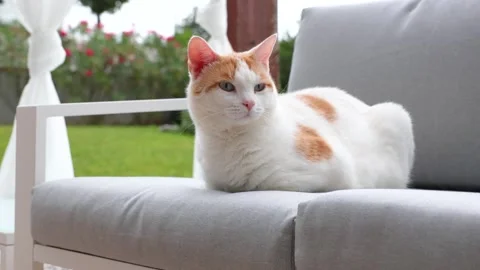 Relaxed white and orange cat resting outdoors Stock Footage 315230227