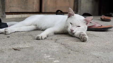 Relaxed White Cat Lying on the Ground Stock Footage 318784081