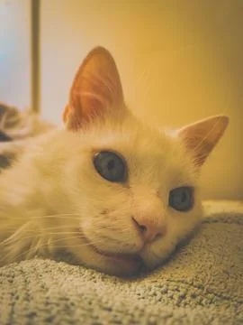 Relaxed White Cat Stock Photos
