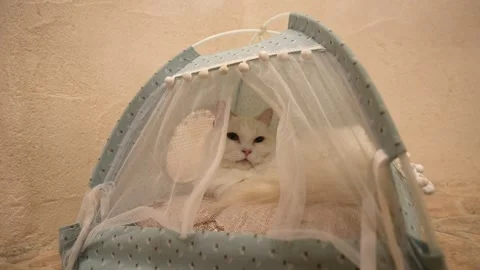 A relaxed white cat rests peacefully in a blue covered pet bed. Stock Footage 346008657
