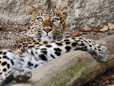 Relaxed wildcat stance. Leopard casually lounges with alert eyes on natural.. Фото