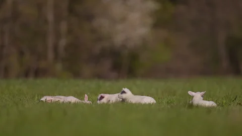 Relaxed young lambs lying down in lush green pasture basking in summer sun Stock Footage 333478391