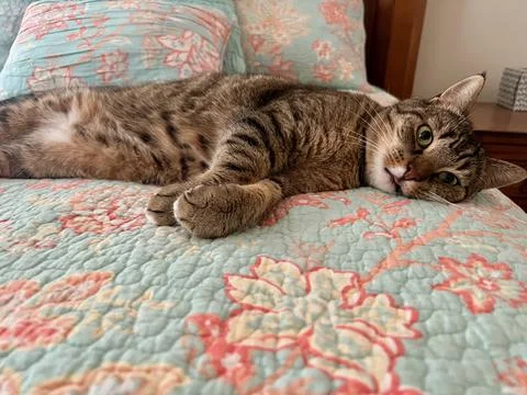 RelaxedCat Stock Photos