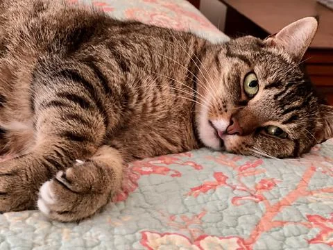 RelaxedCatTongueOut Stock Photos