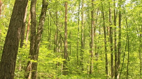 Relaxing atmosphere in forest Stock Footage 123704450