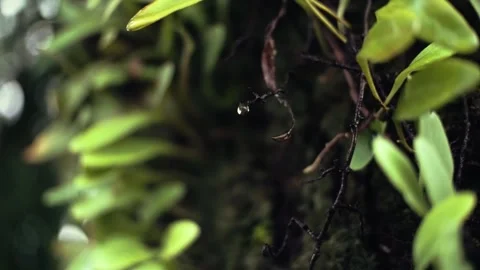 Relaxing background. The dew dripping over the moss Stock Footage 205425625