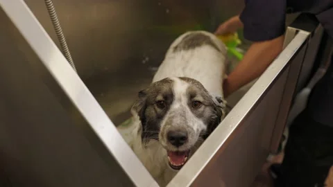 Relaxing bath foam of the funny welsh corgi pembroke dog. Stock Footage 173103664