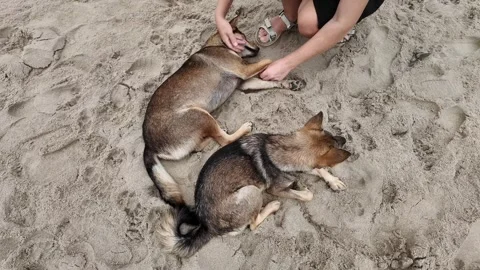 Relaxing Beach Moment with Dogs Stock Footage 291393261