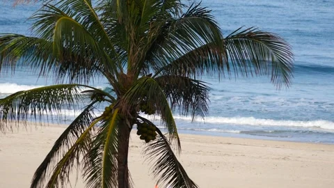 Relaxing beach view with palm tree and gentle ocean waves Stock Footage 281705709
