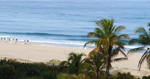 Relaxing beach view with palm trees and umbrellas in the early morning Stock Footage 281705813
