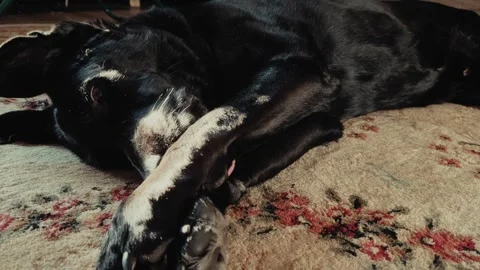 Relaxing black labrador Stock Footage 314142719