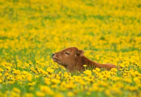 Relaxing calf Stock Photos