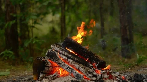 Relaxing Campfire Burning in Forest at Dusk Stock-Footage 342284343