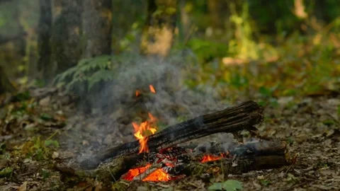 Relaxing Campfire with Smoke in Woods Loop Video stock 343343565
