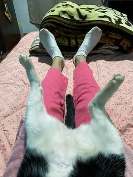Relaxing with a cat in bed Stock Photos