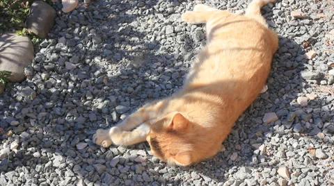 Relaxing cat Stock Footage 42418159