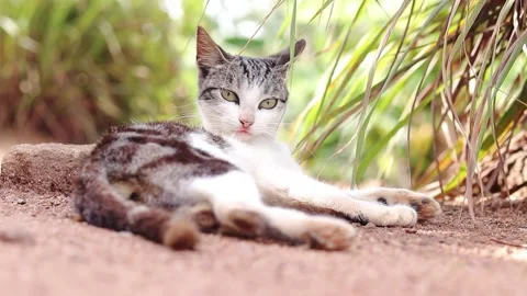 Relaxing cat Stock-Footage 162997052